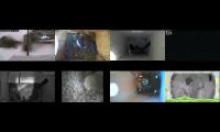 birdsnestinglivestream35