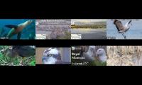 birdsnestinglivestream32