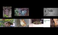 birdsnestinglivestream40