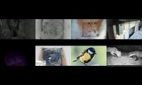 birdsnestinglivestream39