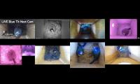 birdsnestinglivestream12