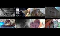 birdsnestinglivestream29