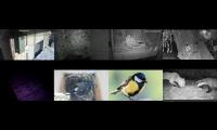 Thumbnail of birdsnestinglivestream39