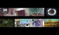 birdsnestinglivestream36