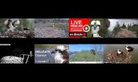 birdsnestinglivestream18