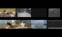 birdsnestinglivestream22