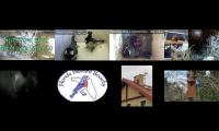 birdsnestinglivestream9