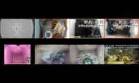 birdsnestinglivestream31