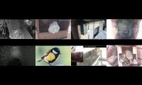 birdsnestinglivestream39