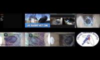 birdsnestinglivestream1