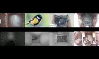 birdsnestinglivestream39
