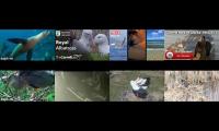 birdsnestinglivestream32