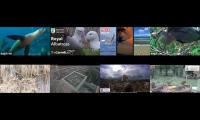 birdsnestinglivestream32