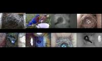 birdsnestinglivestream10