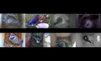 birdsnestinglivestream10