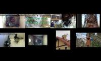 birdsnestinglivestream9