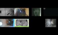 birdsnestinglivestream35