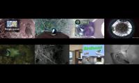 birdsnestinglivestream36