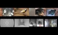 birdsnestinglivestream37