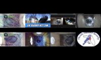 birdsnestinglivestream1