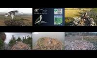 Live UK Osprey Nest Cameras 23/04/21