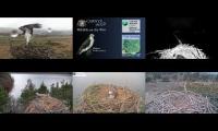 Live UK Osprey Nest Cameras 23/04/21