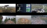 Live UK Osprey Nest Cameras 23/04/21