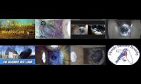 birdsnestinglivestream1