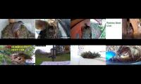birdsnestinglivestream40