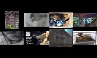 birdsnestinglivestream29