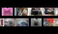 birdsnestinglivestream31