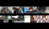 birdsnestinglivestream40