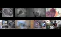 birdsnestinglivestream42