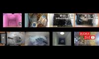 birdsnestinglivestream31