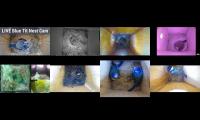 birdsnestinglivestream12