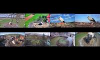 birdsnestinglivestream20