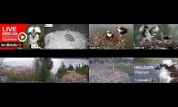 birdsnestinglivestream18