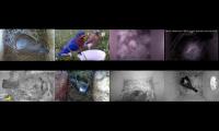 birdsnestinglivestream10