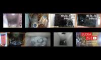 birdsnestinglivestream31