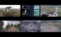Thumbnail of Live UK Osprey Nest Cameras 26/04/21