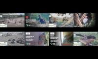 birdsnestinglivestream34
