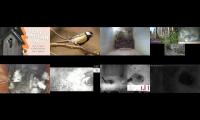 birdsnestinglivestream45