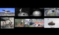 birdsnestinglivestream44