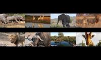 Africam animal live cams