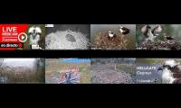 birdsnestinglivestream18