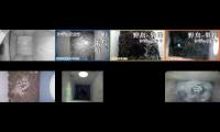 birdsnestinglivestream31