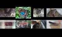birdsnestinglivestream40