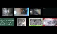 Thumbnail of birdsnestinglivestream35