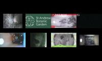 birdsnestinglivestream35