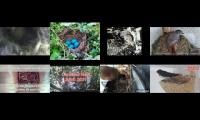 birdsnestinglivestream40